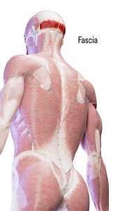 fascias (1)